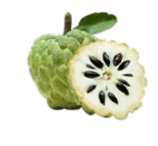 Custard Apple_ Atemoya_น้อยหน่า